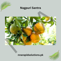 Nagpuri Santra Plant  Premium Sweet Orange Variety