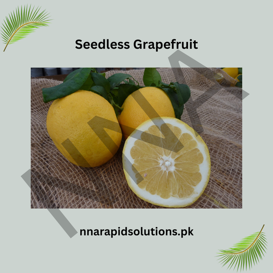 Seedless Grapefruit Plant  Premium Citrus Variety for Home Gardens
