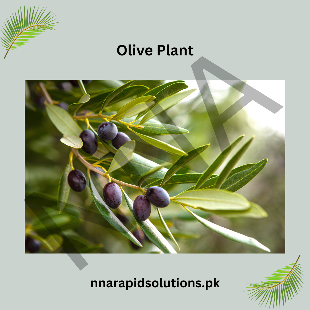 Olive Plant  Premium Fruit-Bearing Variety for Home Gardens in Pakistan