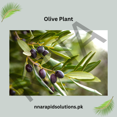 Olive Plant  Premium Fruit-Bearing Variety for Home Gardens in Pakistan