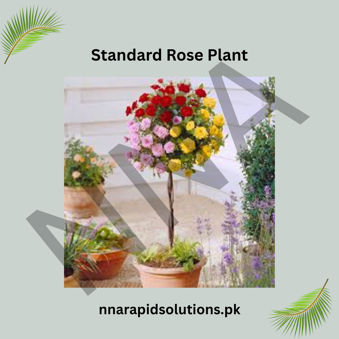 Standard Rose Plant  Elegant, Long-Stemmed Roses for Premium Gardens