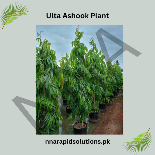 Ulta Ashok Plant  Elegant, Fast-Growing Ornamental Tree for Home Gardens