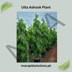 Ulta Ashok Plant  Elegant, Fast-Growing Ornamental Tree for Home Gardens