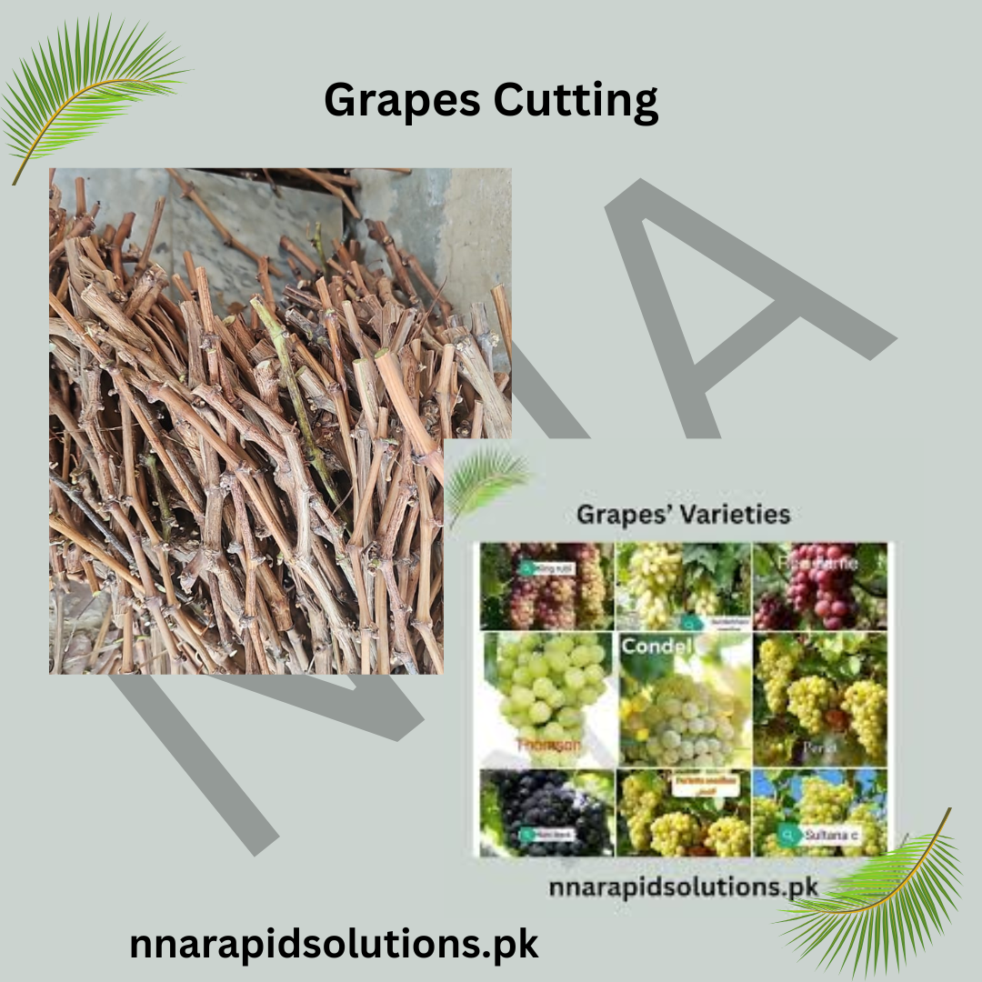 Grapes Cuttings for Sale  High-Quality Fruit Vine Cuttings for Home & Farm
