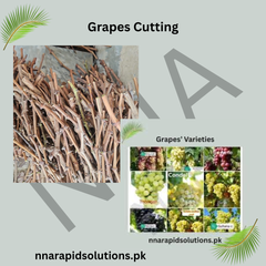 Grapes Cuttings for Sale  High-Quality Fruit Vine Cuttings for Home & Farm