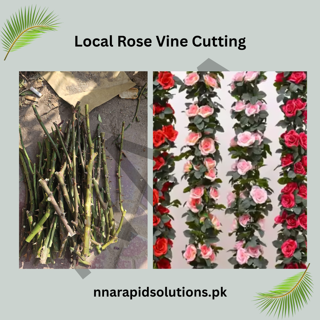 Local Rose Vine Cuttings  Healthy, Easy-to-Grow Cuttings for Home Gardens