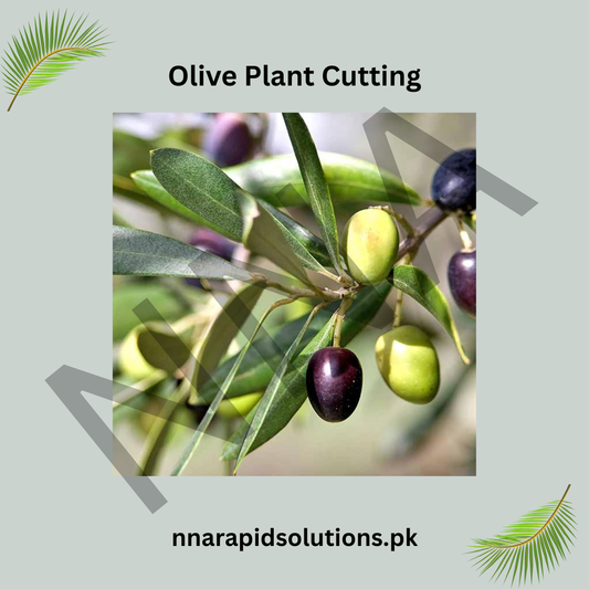 Olive Plant Cutting  Healthy Propagation Material for Home Growing