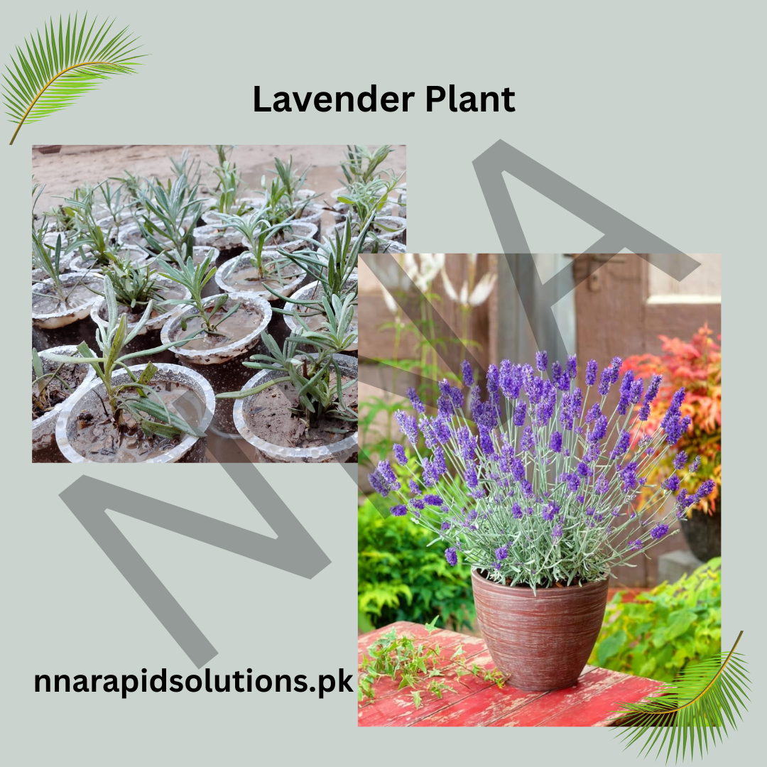 Lavender Plant  Fragrant, Medicinal & Evergreen Beauty