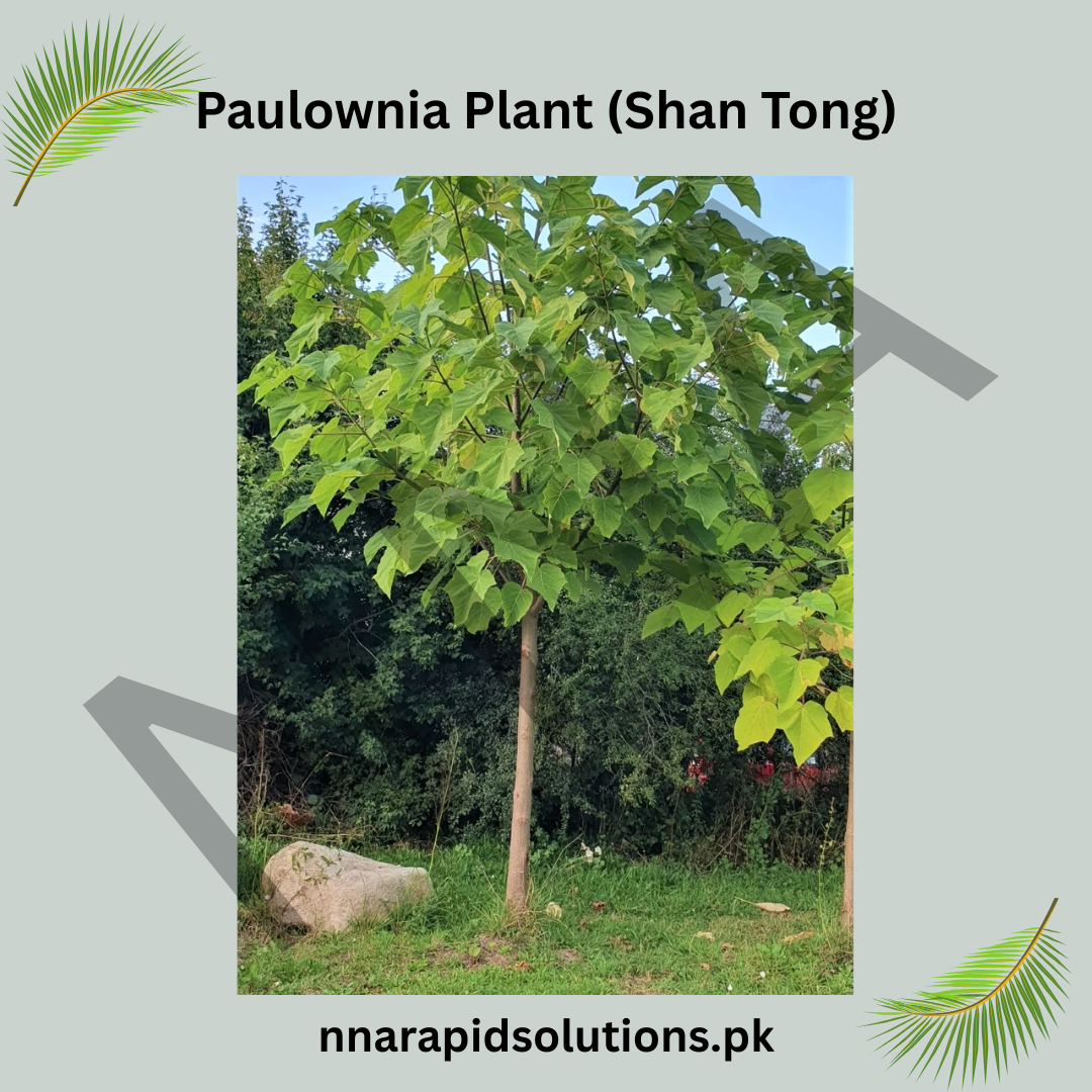 Paulownia Roots Shan Tong Variety | Fast-Growing Timber Tree