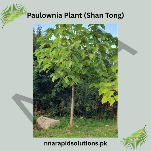 Paulownia Roots Shan Tong Variety | Fast-Growing Timber Tree