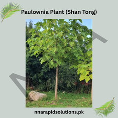 Paulownia Roots Shan Tong Variety | Fast-Growing Timber Tree