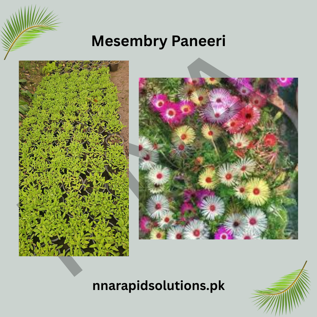 Mesembry Paneeri  Ice Plant Seedlings for Colorful Ground Cover