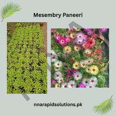 Mesembry Paneeri  Ice Plant Seedlings for Colorful Ground Cover