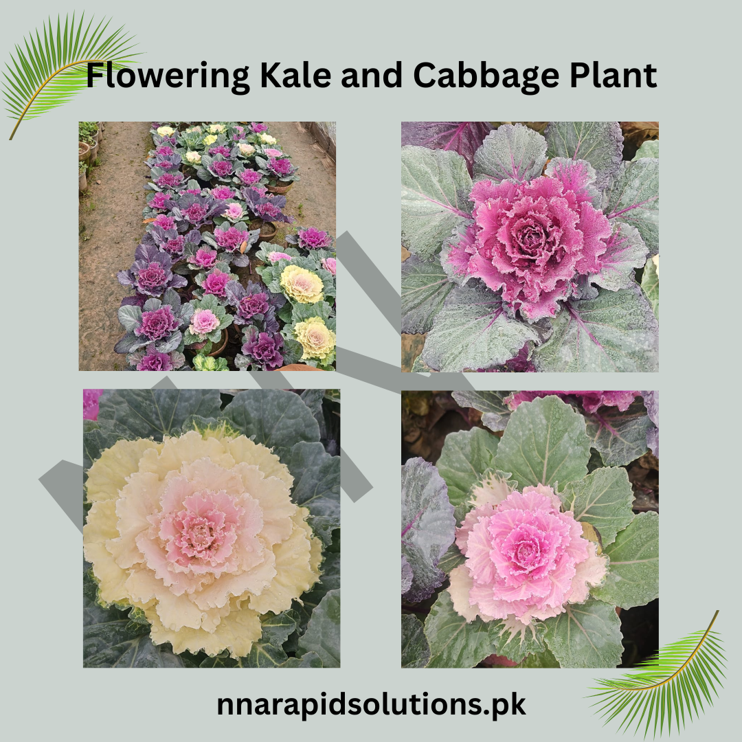 Flowering Kale & Flowering Cabbage Plants  Colorful Winter Ornamentals