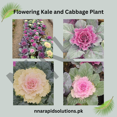 Flowering Kale & Flowering Cabbage Plants  Colorful Winter Ornamentals