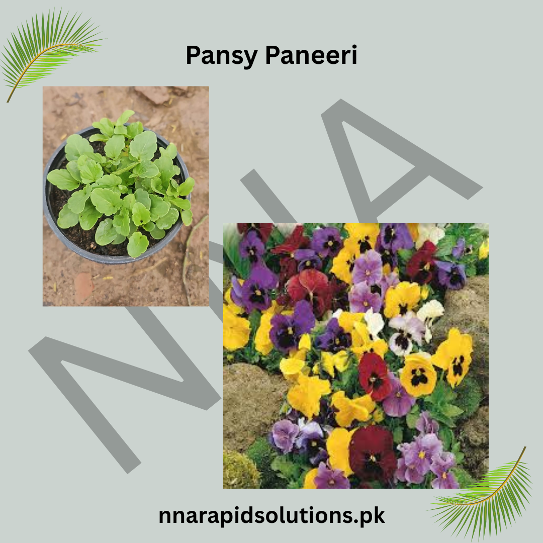 Pansy Paneeri  Winter Flowering Seedlings (Red, Blue & Yellow)