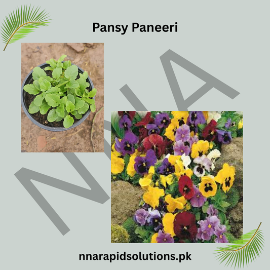 Pansy Paneeri  Winter Flowering Seedlings (Red, Blue & Yellow)