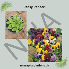 Pansy Paneeri  Winter Flowering Seedlings (Red, Blue & Yellow)