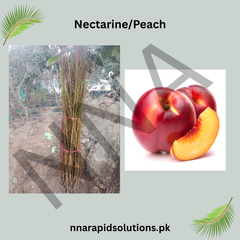 Nectarine / Peach Plant  Sweet, Juicy Home-Grown Fruit Tree
