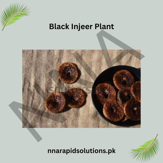 Black Injeer/Anjeer (Fig) Plant  Grafted, 2 Years Old, Early Fruiting Variety