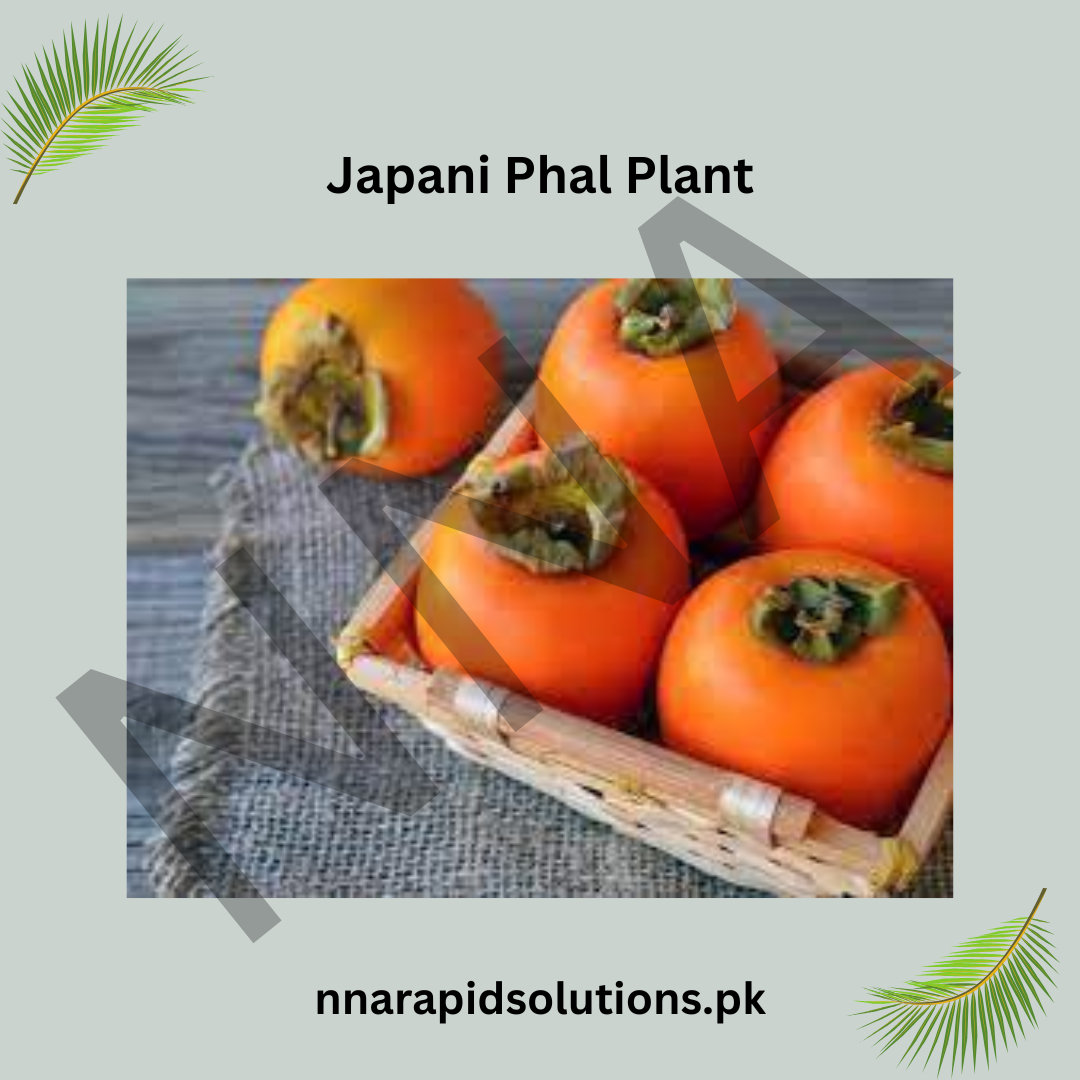 Japani Phal (Persimmon) Plant  Grafted, 2 Years Old, Premium Fruit Variety