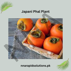Japani Phal (Persimmon) Plant  Grafted, 2 Years Old, Premium Fruit Variety