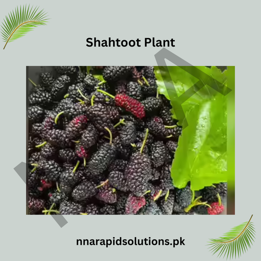 Grafted Shahtoot (Mulberry) Plant  2 Years Old, High-Yield Variety