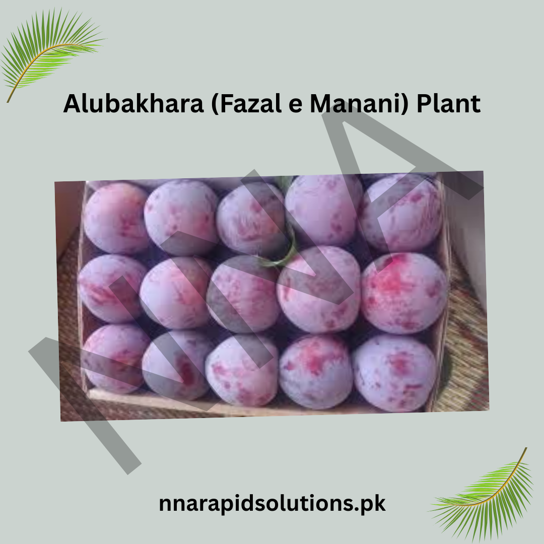 Grafted Aloo Bukhara Fazal-e-Manani Plant  2 Years Old, Premium Plum Variety