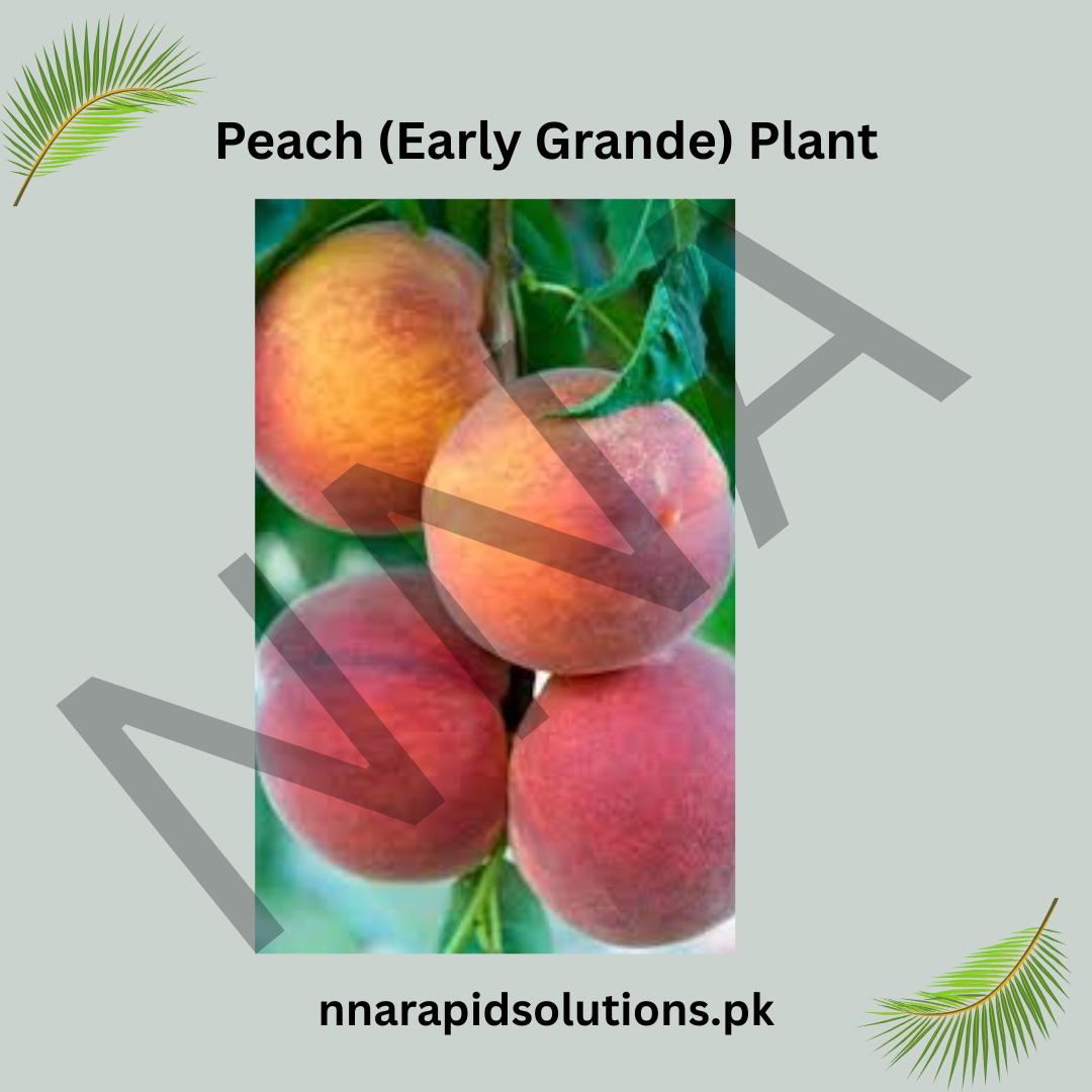 Peach (Early Grande) Plant  Grafted, 2 Years Old, Early Fruiting Variety