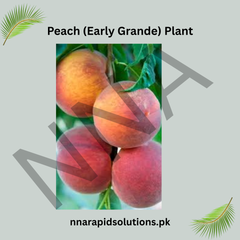 Peach (Early Grande) Plant  Grafted, 2 Years Old, Early Fruiting Variety