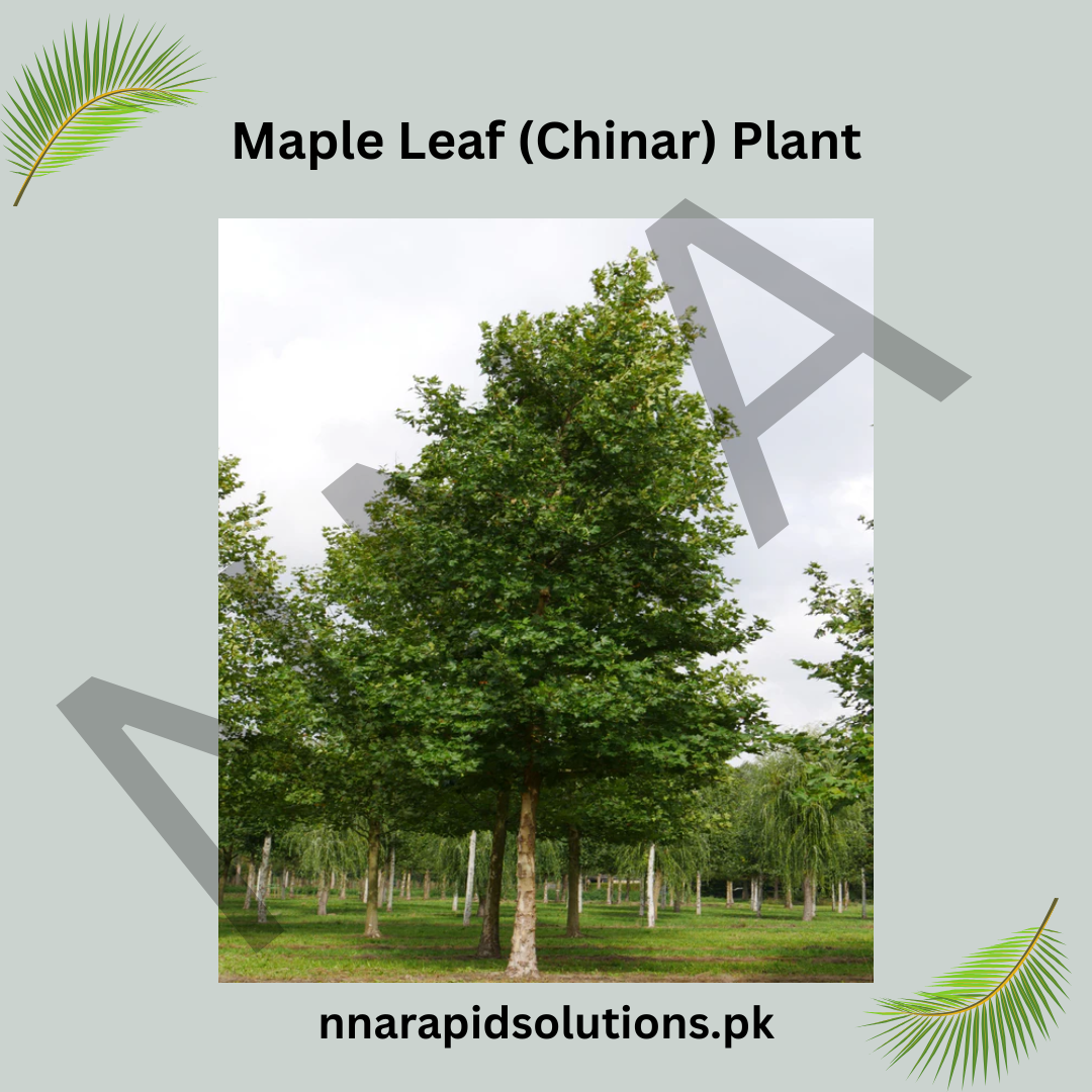 Maple Leaf (Chinar) Plant  Grafted, 2 Years Old, Ornamental Shade Tree