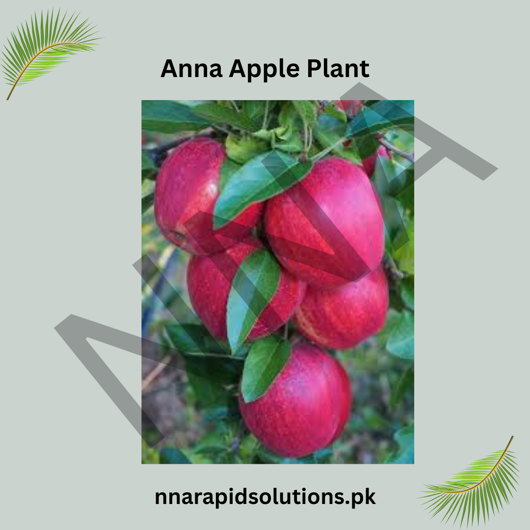 Anna Apple Plant  Grafted, 2 Years Old, Early Fruiting Variety