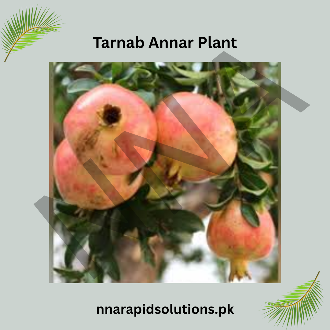 Tarnab Anar (Pomegranate) Plant  Grafted, 2 Years Old, Premium Fruit Variety