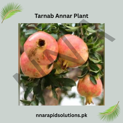 Tarnab Anar (Pomegranate) Plant  Grafted, 2 Years Old, Premium Fruit Variety