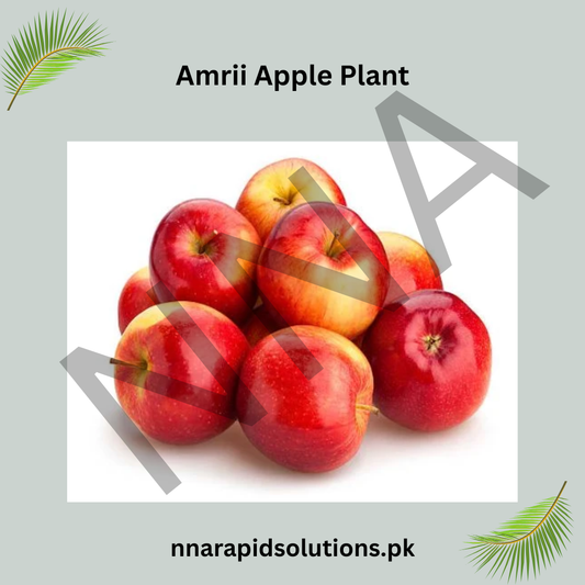 Amri Apple Plant  Grafted, 2 Years Old, Premium Variety