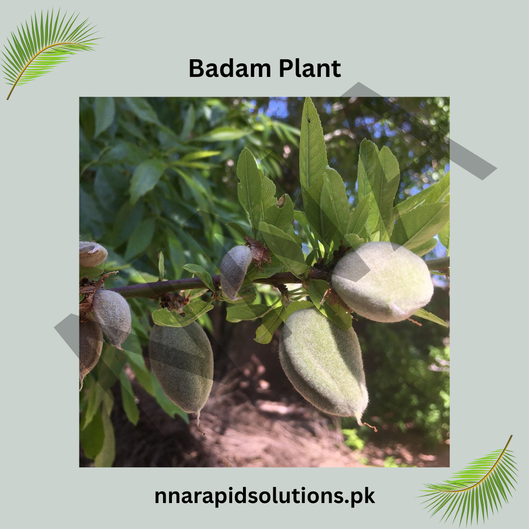 Badam (Almond) Plant  Premium Nut-Producing Tree