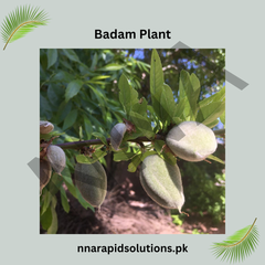 Badam (Almond) Plant  Premium Nut-Producing Tree