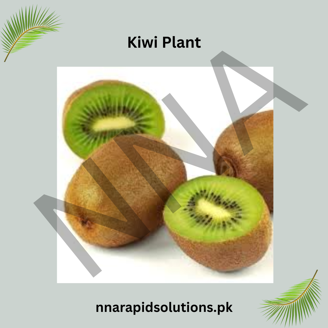 Kiwi Plant Grafted 2 Years Old Male & Female Pair  Buy Kiwi Plant Online in Pakistan