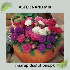 Aster Nano Mix Seeds in Pakistan  Compact Multi-Colored Seasonal Flowers