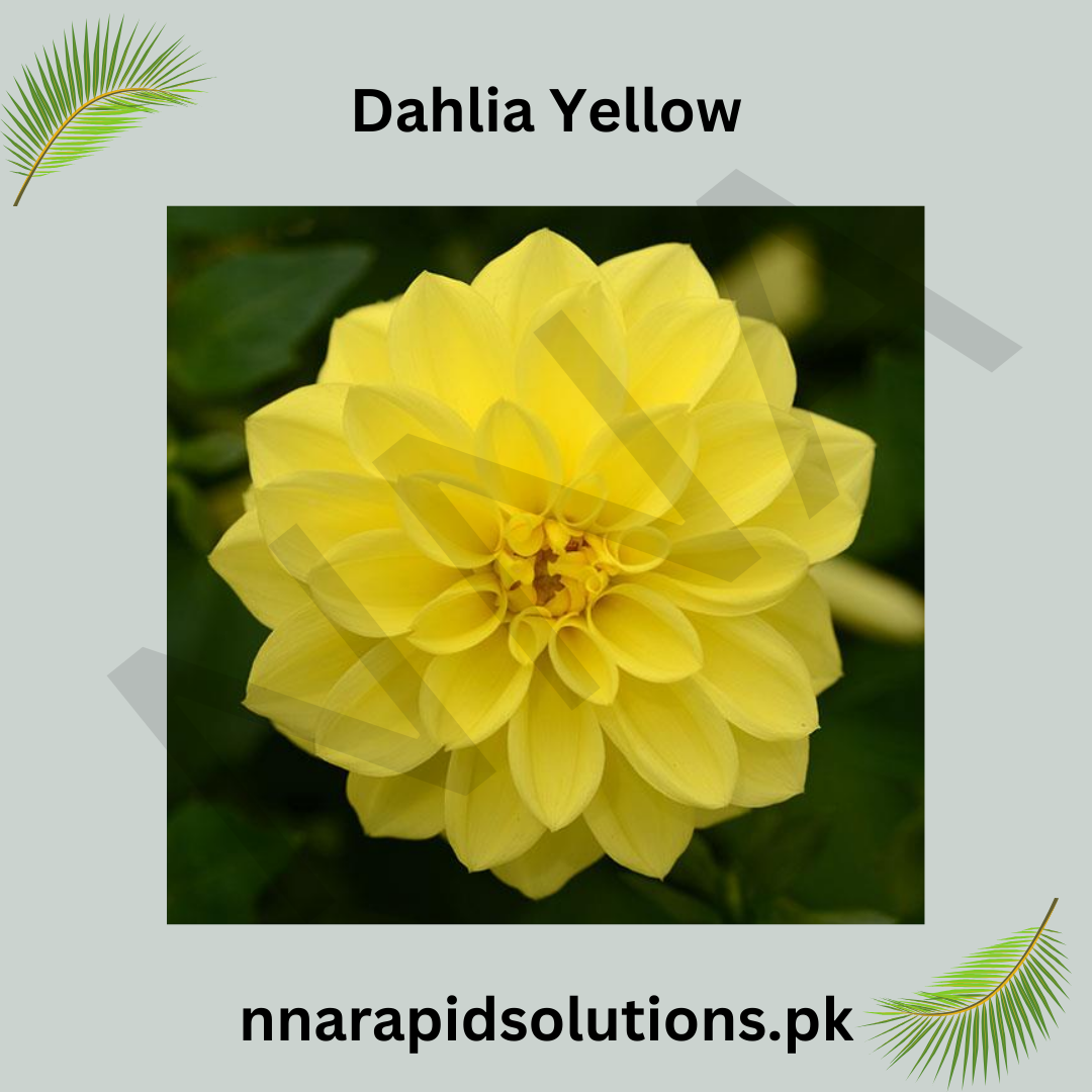 Dahlia Yellow Bulb  Bright Sunshine Blooms for Your Garden