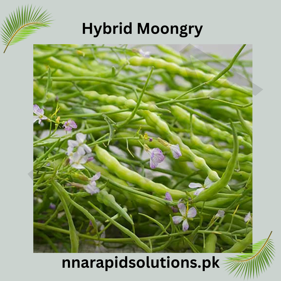 Hybrid Mongray Seeds  Crisp, Nutritious & High-Yield Winter Crop