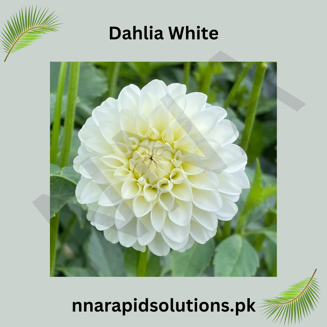 Dahlia White Bulb Elegant Pure White Blooms for Every Garden