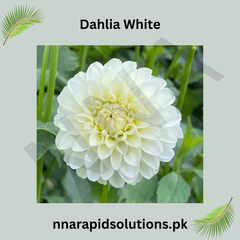 Dahlia White Bulb Elegant Pure White Blooms for Every Garden