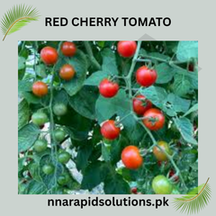 Buy Red Cherry Tomato Hybrid Plant Online in Pakistan | High Yield Variety