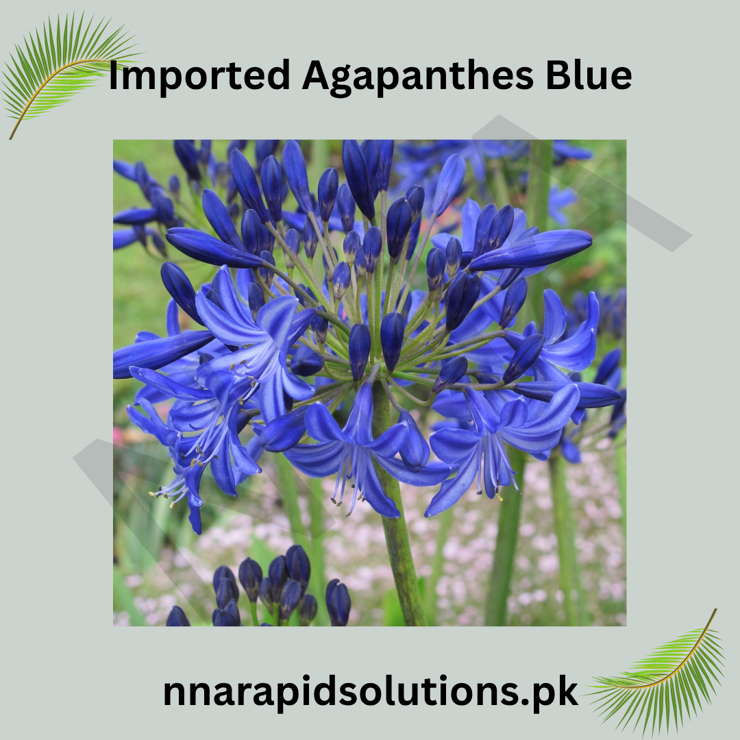 Imported Agapanthus Blue  Exotic Summer Blooms