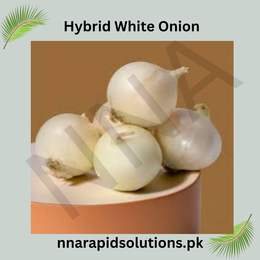 Hybrid White Onion Seeds  Strong Growth & High Yield