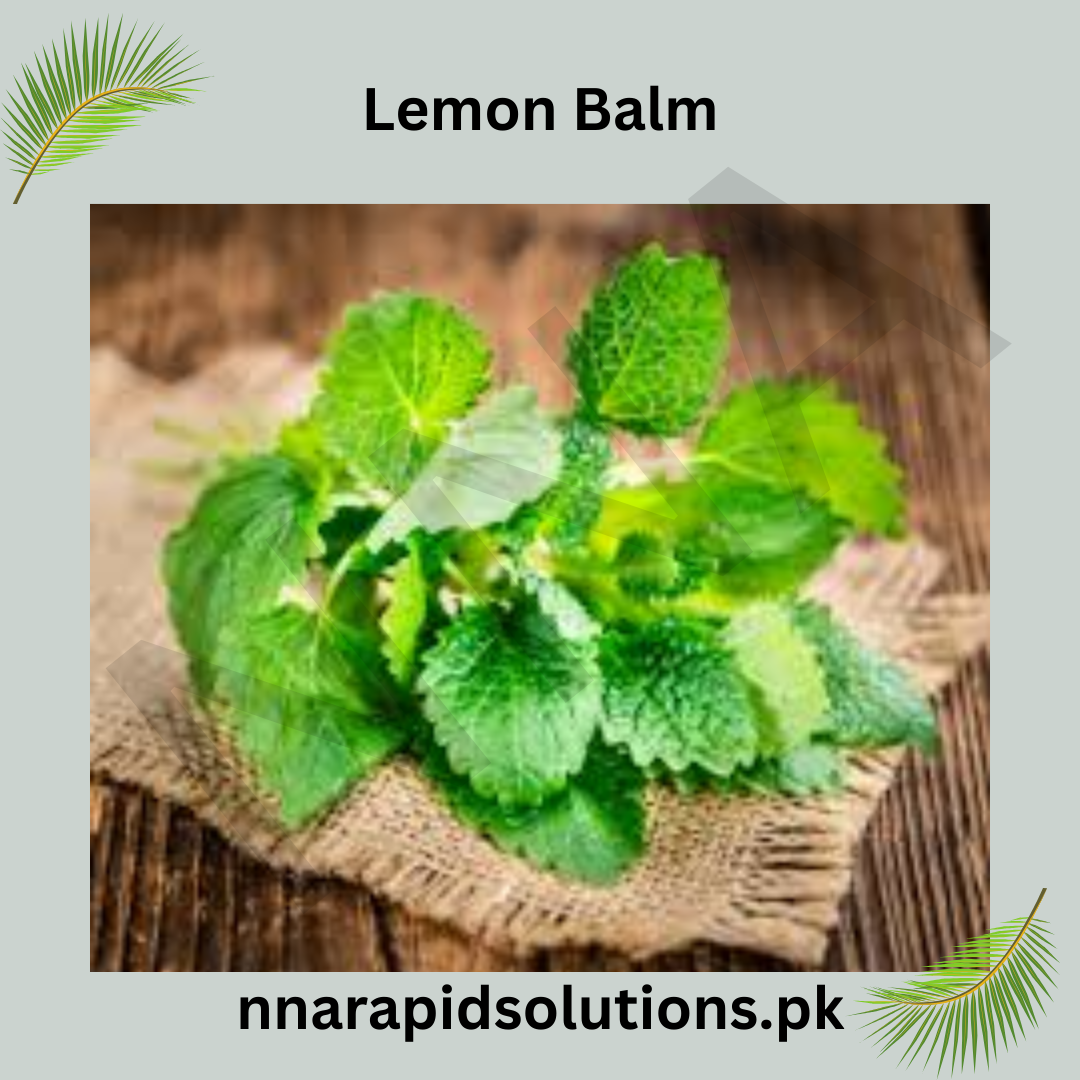 Lemon Balm Hybrid Seeds in Pakistan  Aromatic Herb Seeds for Tea & Healing Gardens