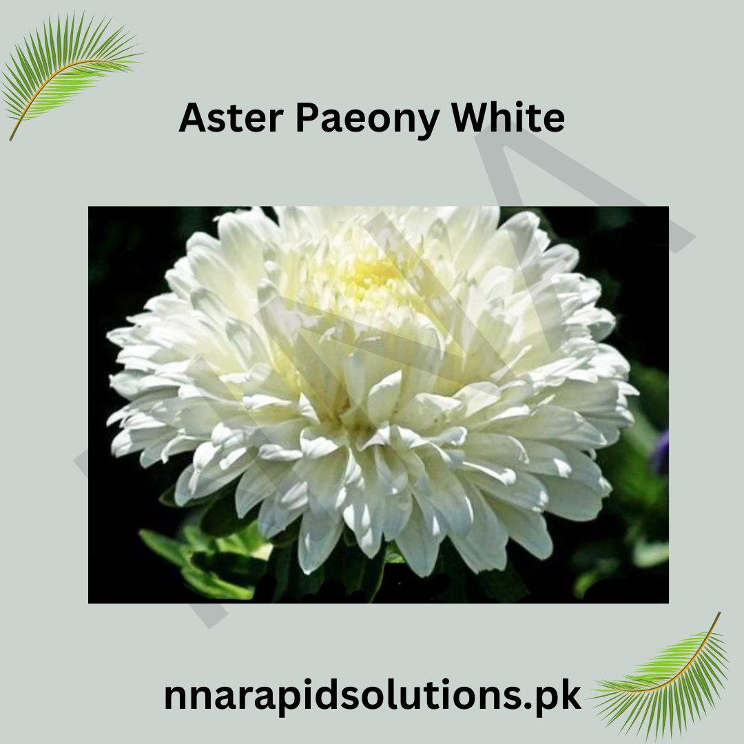 Aster Paeony White Seeds in Pakistan  Elegant Seasonal White Flowering Plants