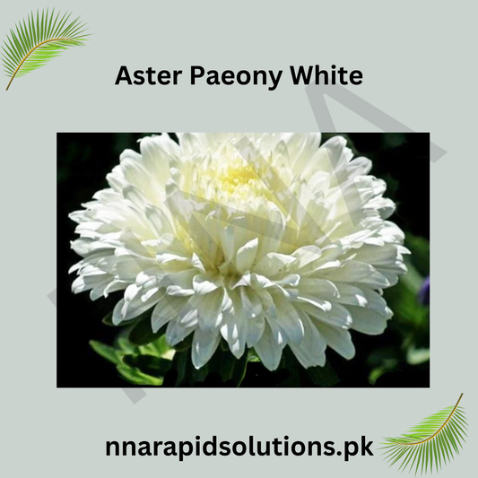 Aster Paeony White Seeds in Pakistan  Elegant Seasonal White Flowering Plants
