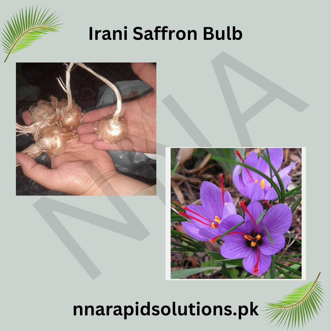 Irani Saffron Bulb  Authentic Spice Crocus for Home Growing